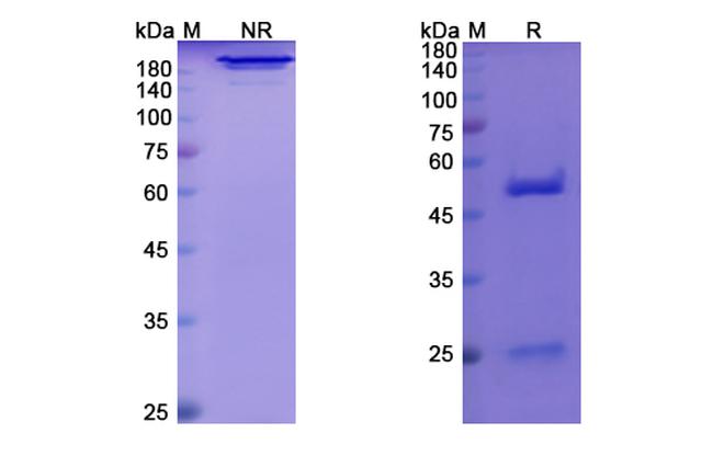 Afasevikumab Antibody in SDS-PAGE (SDS-PAGE)