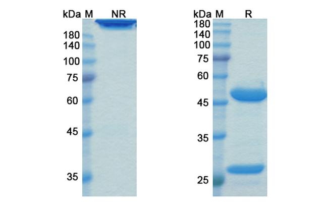 Landogrozumab Humanized Antibody in SDS-PAGE (SDS-PAGE)