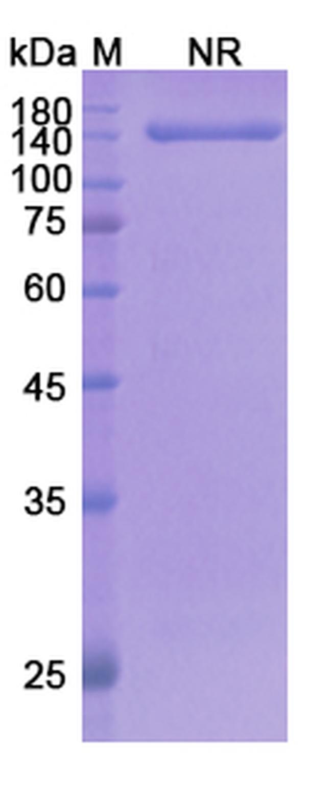 Olendalizumab Humanized Antibody in SDS-PAGE (SDS-PAGE)