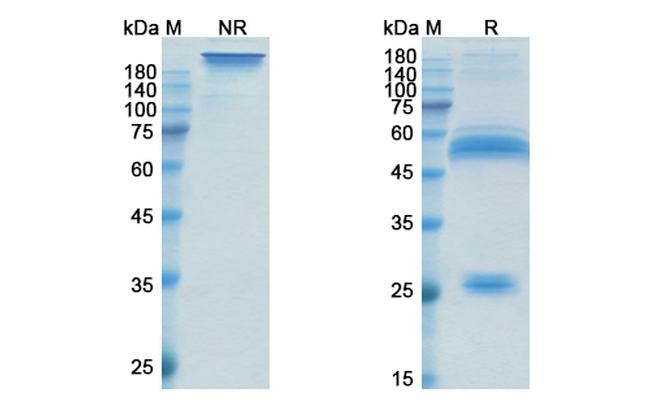 Xentuzumab Antibody in SDS-PAGE (SDS-PAGE)