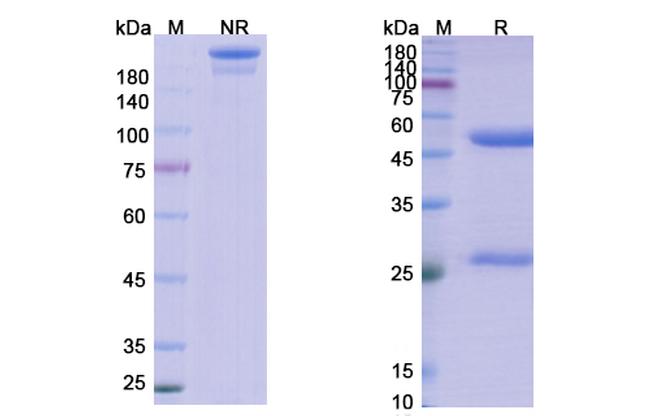 Lanadelumab Antibody in SDS-PAGE (SDS-PAGE)