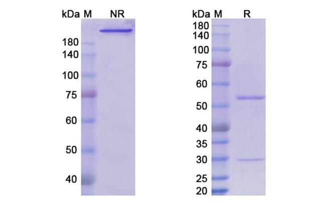 Setrusumab Antibody in SDS-PAGE (SDS-PAGE)