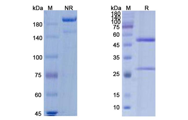 Burosumab Antibody in SDS-PAGE (SDS-PAGE)