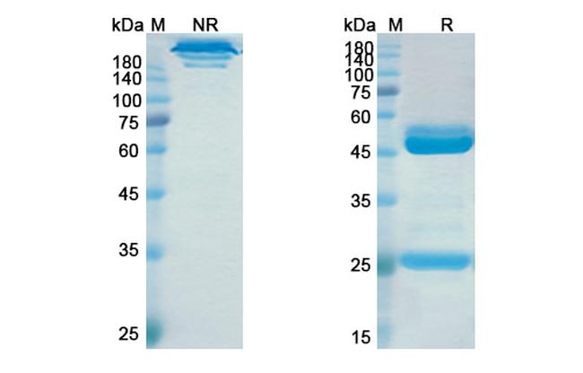 Elezanumab Antibody in SDS-PAGE (SDS-PAGE)