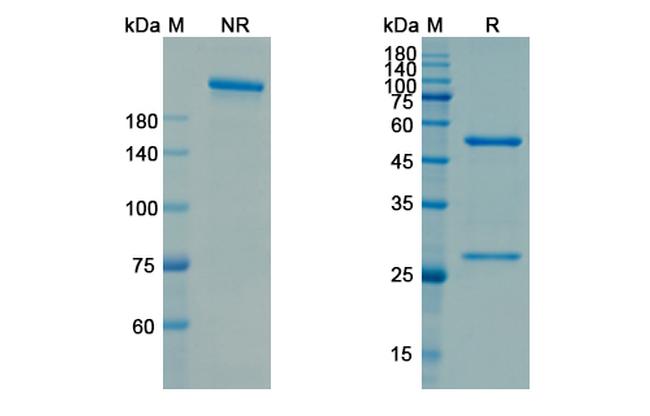 Utomilumab Antibody in SDS-PAGE (SDS-PAGE)