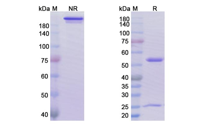 Sacituzumab Humanized Antibody in SDS-PAGE (SDS-PAGE)