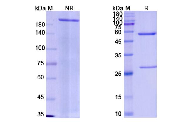 Emapalumab Antibody in SDS-PAGE (SDS-PAGE)