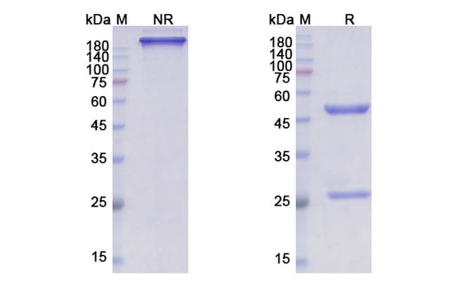 Lacnotuzumab Humanized Antibody in SDS-PAGE (SDS-PAGE)