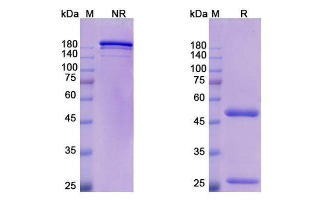 Oleclumab Antibody in SDS-PAGE (SDS-PAGE)