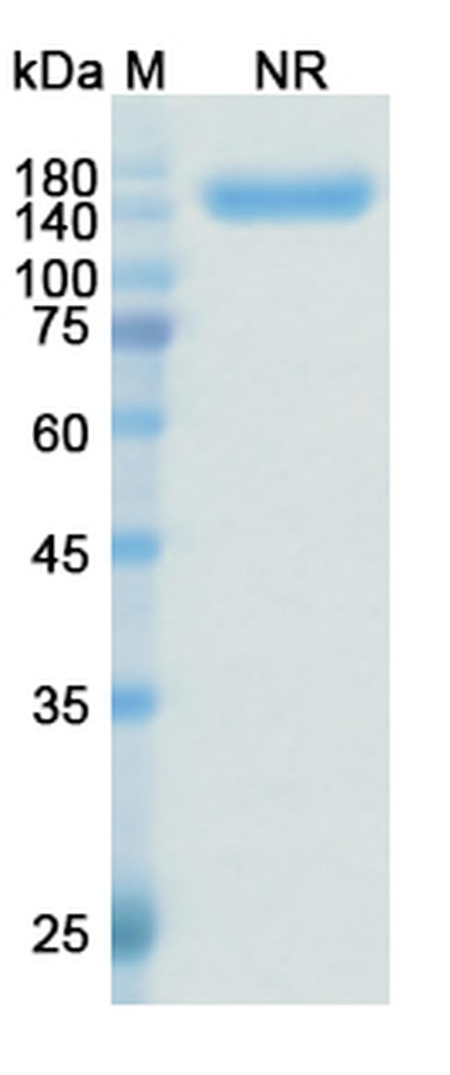 Zanidatamab Humanized Antibody in SDS-PAGE (SDS-PAGE)