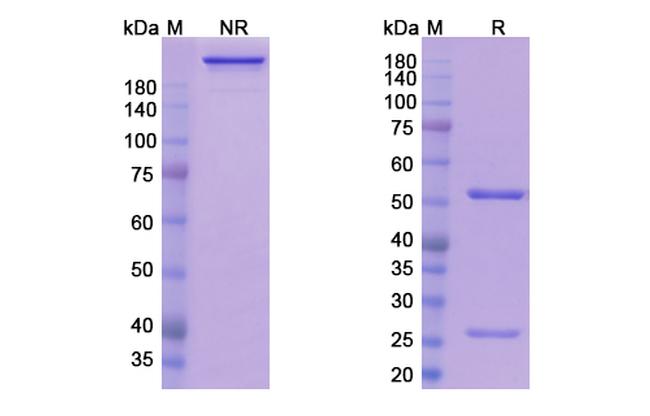 Sirtratumab Antibody in SDS-PAGE (SDS-PAGE)