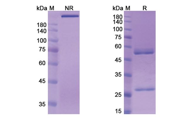 Berlimatoxumab Antibody in SDS-PAGE (SDS-PAGE)