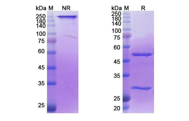 Iladatuzumab Humanized Antibody in SDS-PAGE (SDS-PAGE)