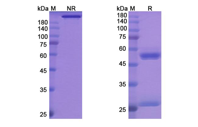 Bersanlimab Antibody in SDS-PAGE (SDS-PAGE)