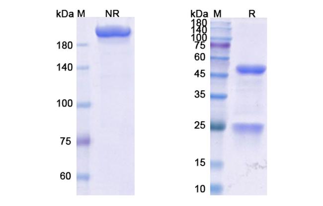 Vopratelimab Humanized Antibody in SDS-PAGE (SDS-PAGE)