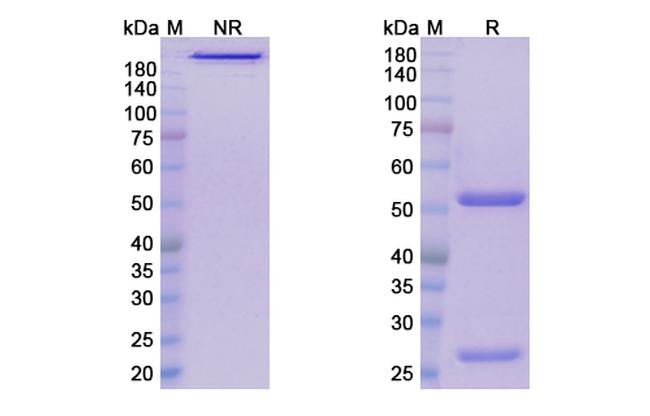 Leronlimab Humanized Antibody in SDS-PAGE (SDS-PAGE)