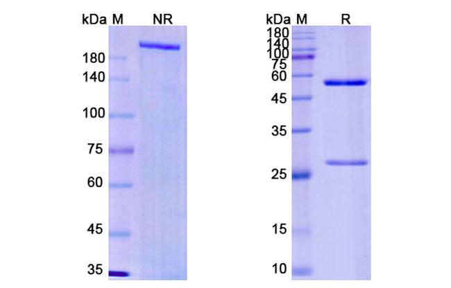Imaprelimab Humanized Antibody in SDS-PAGE (SDS-PAGE)