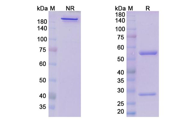 Samrotamab Chimeric Antibody in SDS-PAGE (SDS-PAGE)