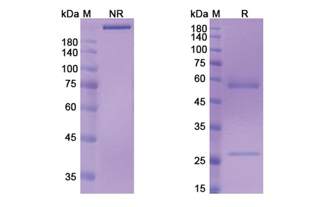 Murlentamab Humanized Antibody in SDS-PAGE (SDS-PAGE)