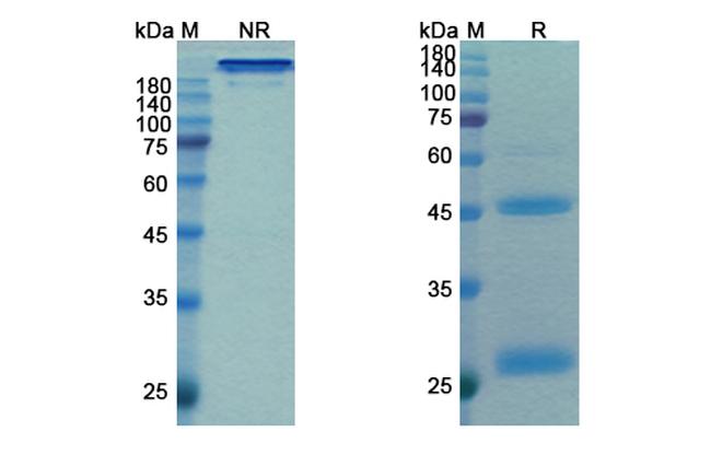 Budigalimab Chimeric Antibody in SDS-PAGE (SDS-PAGE)