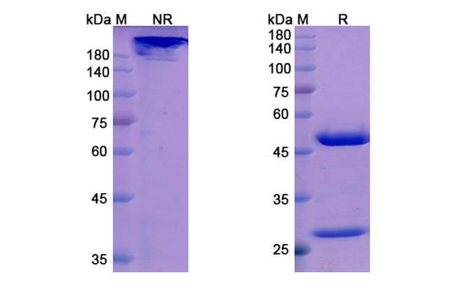 Orilanolimab Chimeric Antibody in SDS-PAGE (SDS-PAGE)