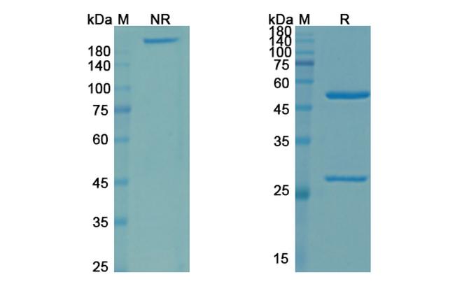 Zampilimab Chimeric Antibody in SDS-PAGE (SDS-PAGE)