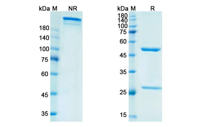 Vofatamab Humanized Antibody in SDS-PAGE (SDS-PAGE)