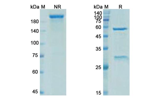 Elipovimab Antibody in SDS-PAGE (SDS-PAGE)