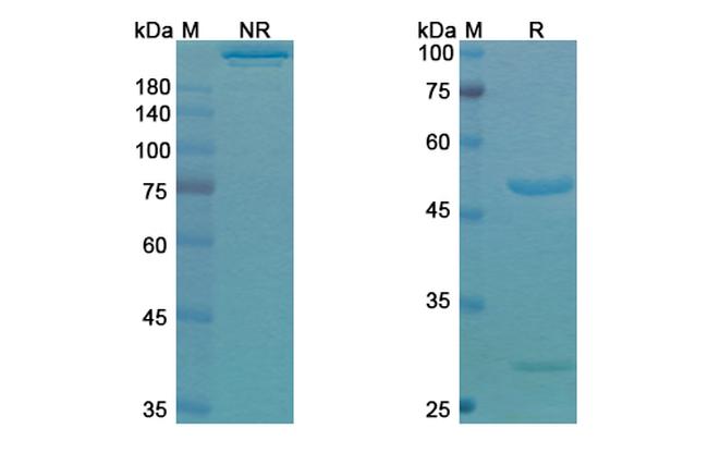 Ieramilimab Humanized Antibody in SDS-PAGE (SDS-PAGE)