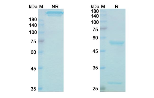 Batoclimab Antibody in SDS-PAGE (SDS-PAGE)