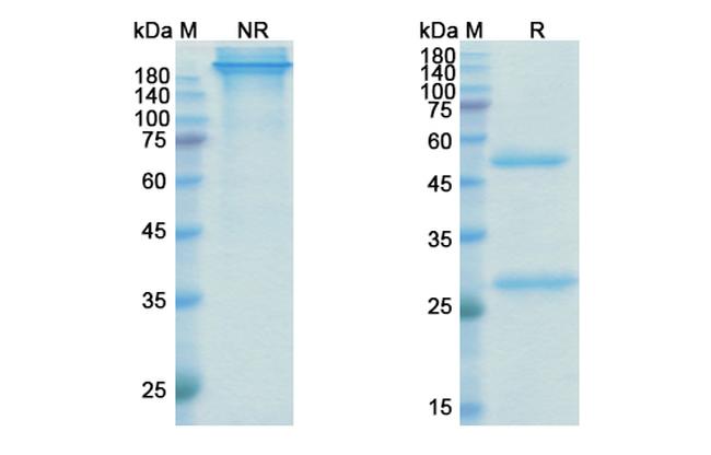 Befovacimab Humanized Antibody in SDS-PAGE (SDS-PAGE)