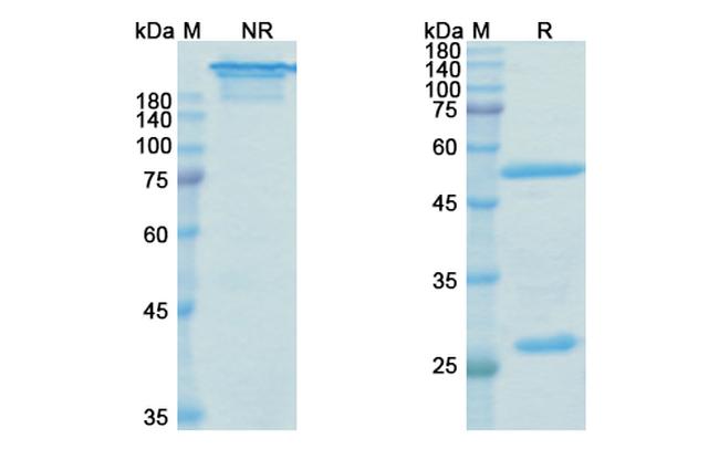 Mavezelimab Humanized Antibody in SDS-PAGE (SDS-PAGE)