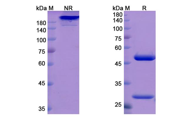 Odronextamab Antibody in SDS-PAGE (SDS-PAGE)