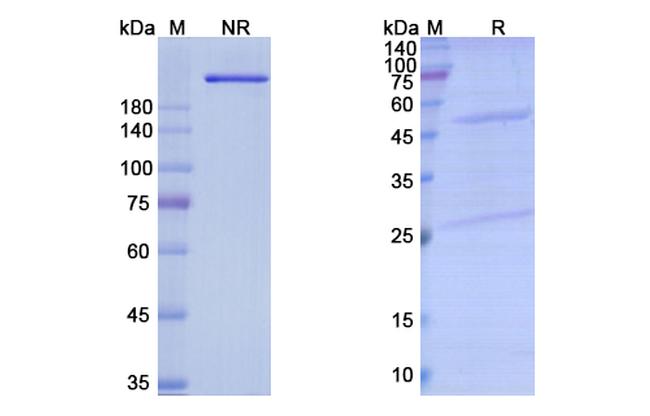 Pacmilimab Antibody in SDS-PAGE (SDS-PAGE)