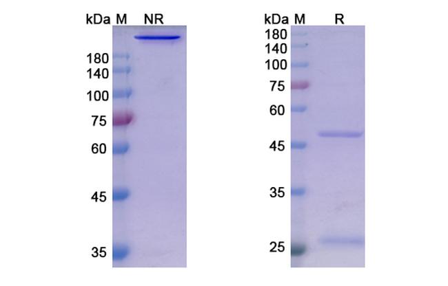 Sasanlimab Humanized Antibody in SDS-PAGE (SDS-PAGE)