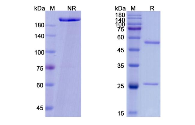 Vibostolimab Humanized Antibody in SDS-PAGE (SDS-PAGE)