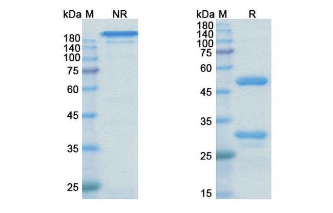 Zagotenemab Humanized Antibody in SDS-PAGE (SDS-PAGE)
