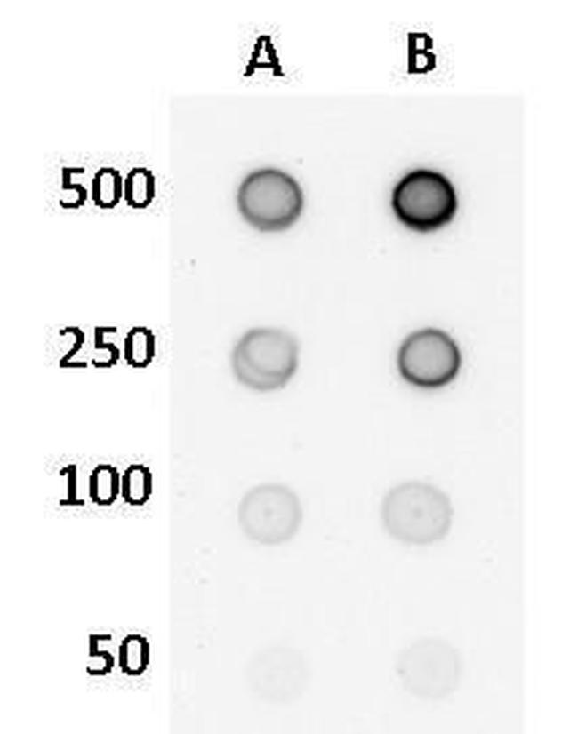 5-Hydroxymethylcytosine (5-hmC) Antibody in Dot Blot (DB)