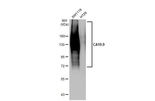 CA19-9 Antibody in Western Blot (WB)