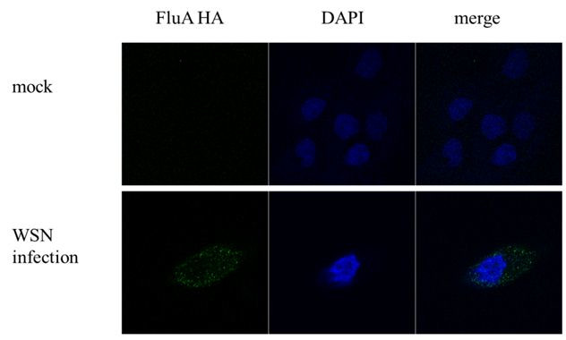 Influenza A H1N1 HA Antibody in Immunocytochemistry (ICC/IF)