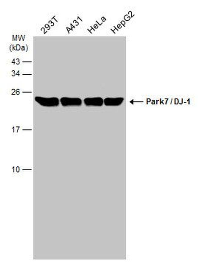 DJ-1 Antibody in Western Blot (WB)