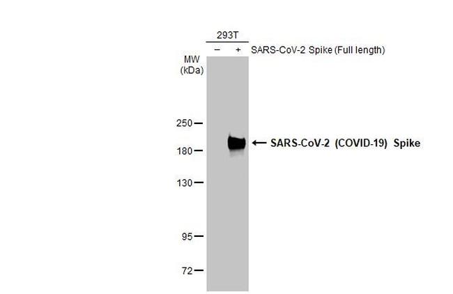 SARS/SARS-CoV-2 Spike Protein S2 Antibody in Western Blot (WB)