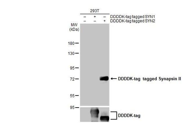 Synapsin II Antibody in Western Blot (WB)