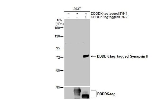 Synapsin II Antibody in Western Blot (WB)