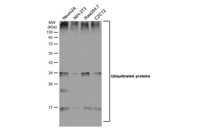 Ubiquitin Antibody in Western Blot (WB)