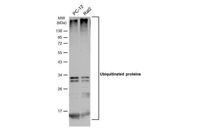 Ubiquitin Antibody in Western Blot (WB)