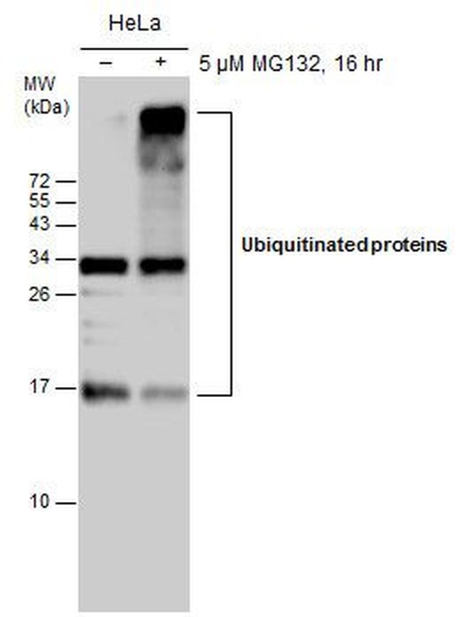 Ubiquitin Antibody in Western Blot (WB)