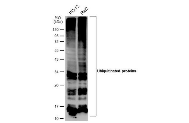 Ubiquitin Antibody in Western Blot (WB)