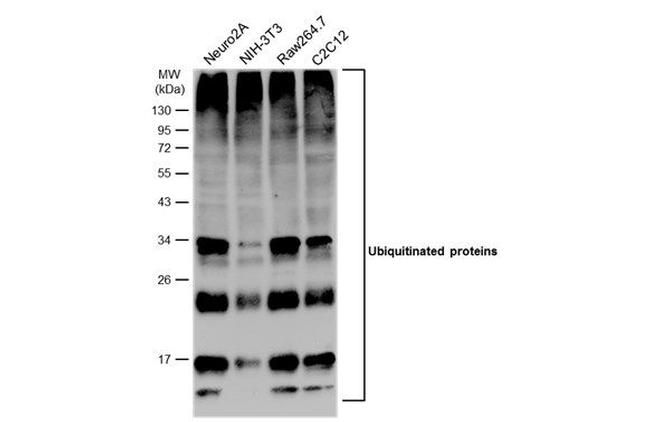 Ubiquitin Antibody in Western Blot (WB)