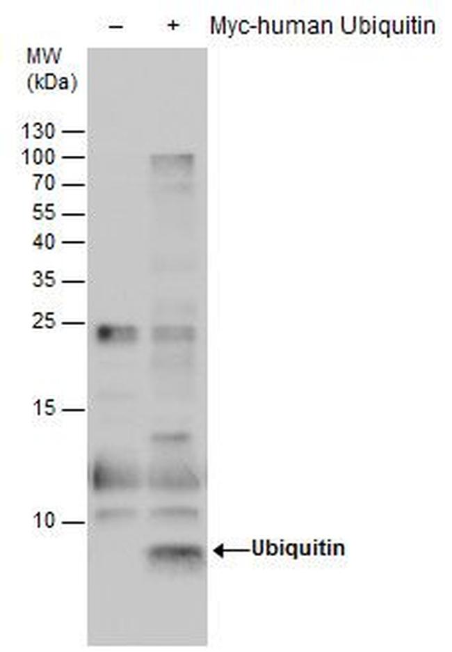 Ubiquitin Antibody in Western Blot (WB)